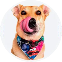 Perro de color café claro lamiéndose la nariz y usando una pañoleta colorida
